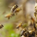 ari-ile-ilgili-ayetler-189151