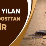 Mevlânâ Hazretleri yılan ve insanı nasıl teşbih ediyor?