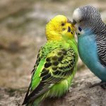 Cinsel İlişkiden Önce Okunması Gereken Dua Var mıdır?