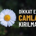 ya-encese-dikkat-et-camlar-kirilmasin-dinisohbeti.net