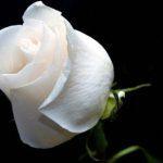 allahin_selam_gonderdigi_kadin2-702x336