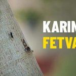 Karınca Fetvası Nedir? Karinca Fetvasi Dinisohbeti.net