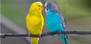 Kadın ve Erkeğin Görevleri Âyet ve Hadisler